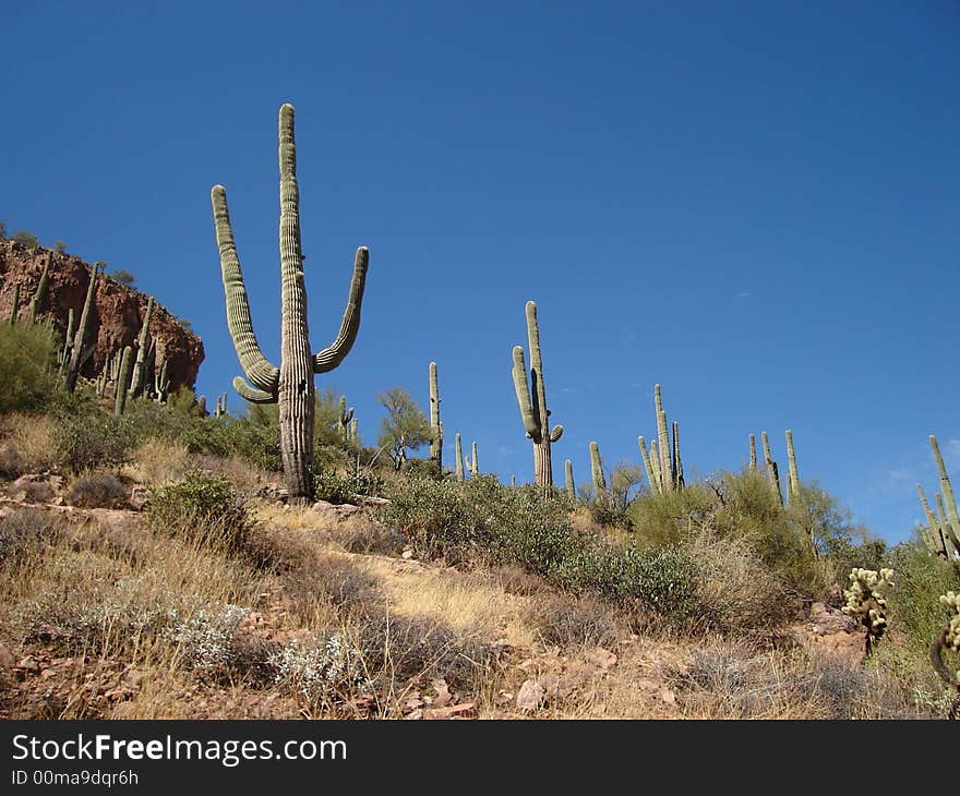 Saguaros