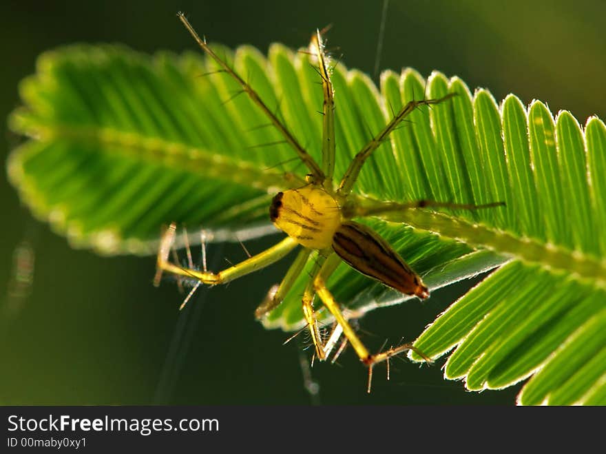 Tiny Spider And Leaf