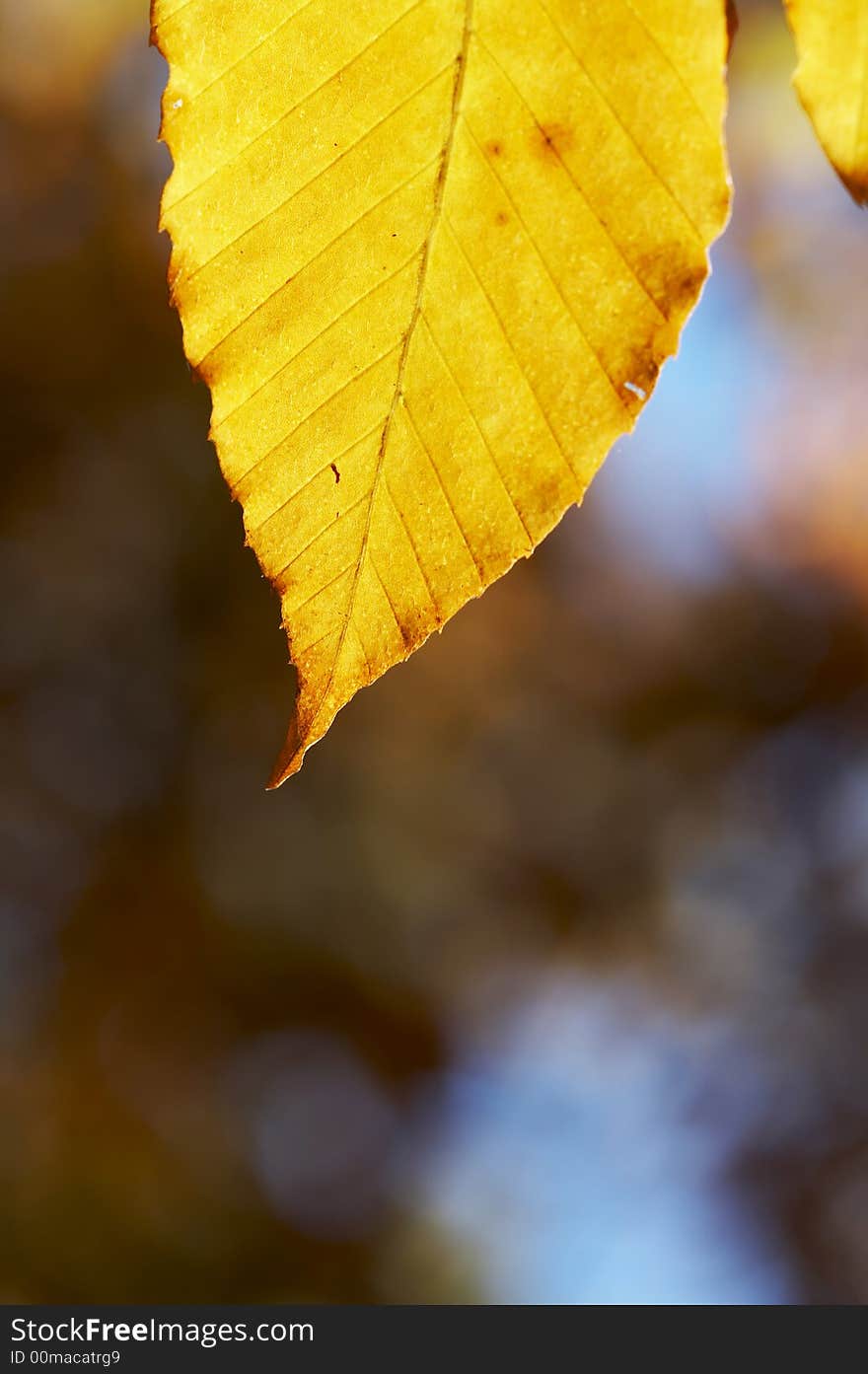 Macro of yellow leaf in fall season