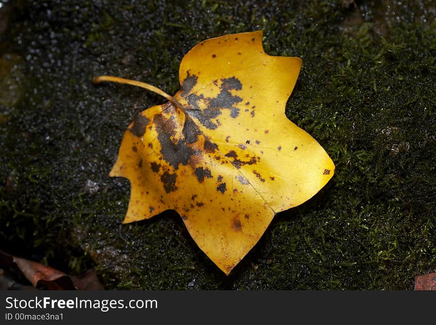 Macro of yellow leaf on bed of moss