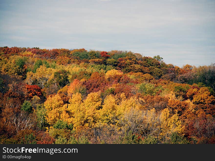 Colorful trees on the bluff. Colorful trees on the bluff.