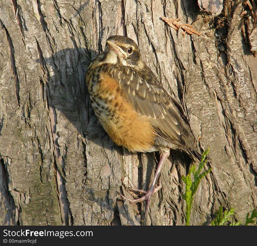 Baby Robin Ready for flight