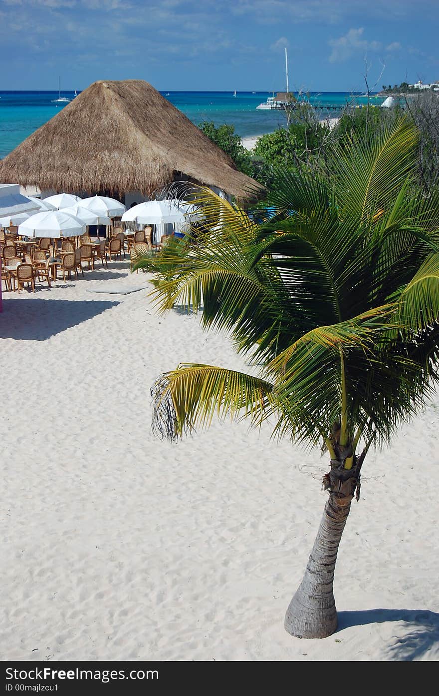 Lone palm tree on beach overlooking the Caribbean ocean. Lone palm tree on beach overlooking the Caribbean ocean