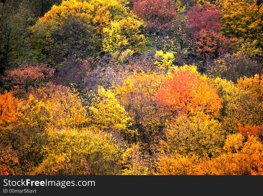 A background of color leaves. A background of color leaves