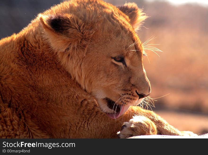 Lion Licking itself clean after playing. Lion Licking itself clean after playing.