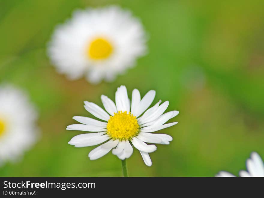 White daisies on a meadow