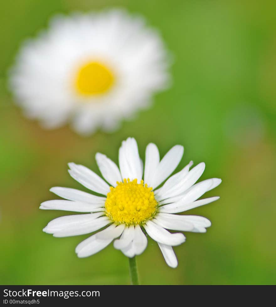 White daisies on a meadow