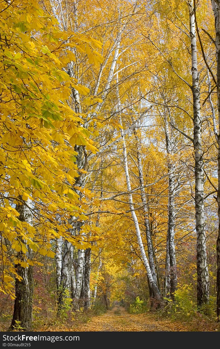 A birches path in autumn forest