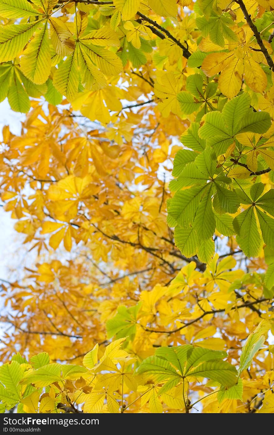 Autumn foliage 
yellow chestnut leaves. Autumn foliage 
yellow chestnut leaves