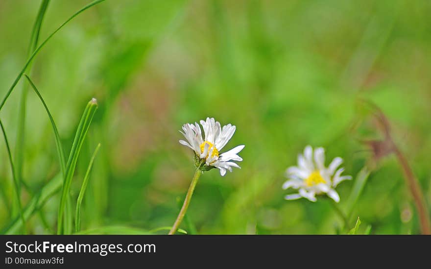 White daisies on a meadow