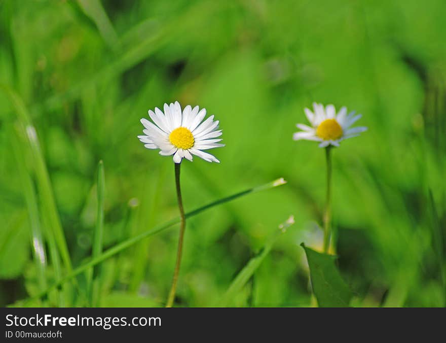 White daisies on a meadow