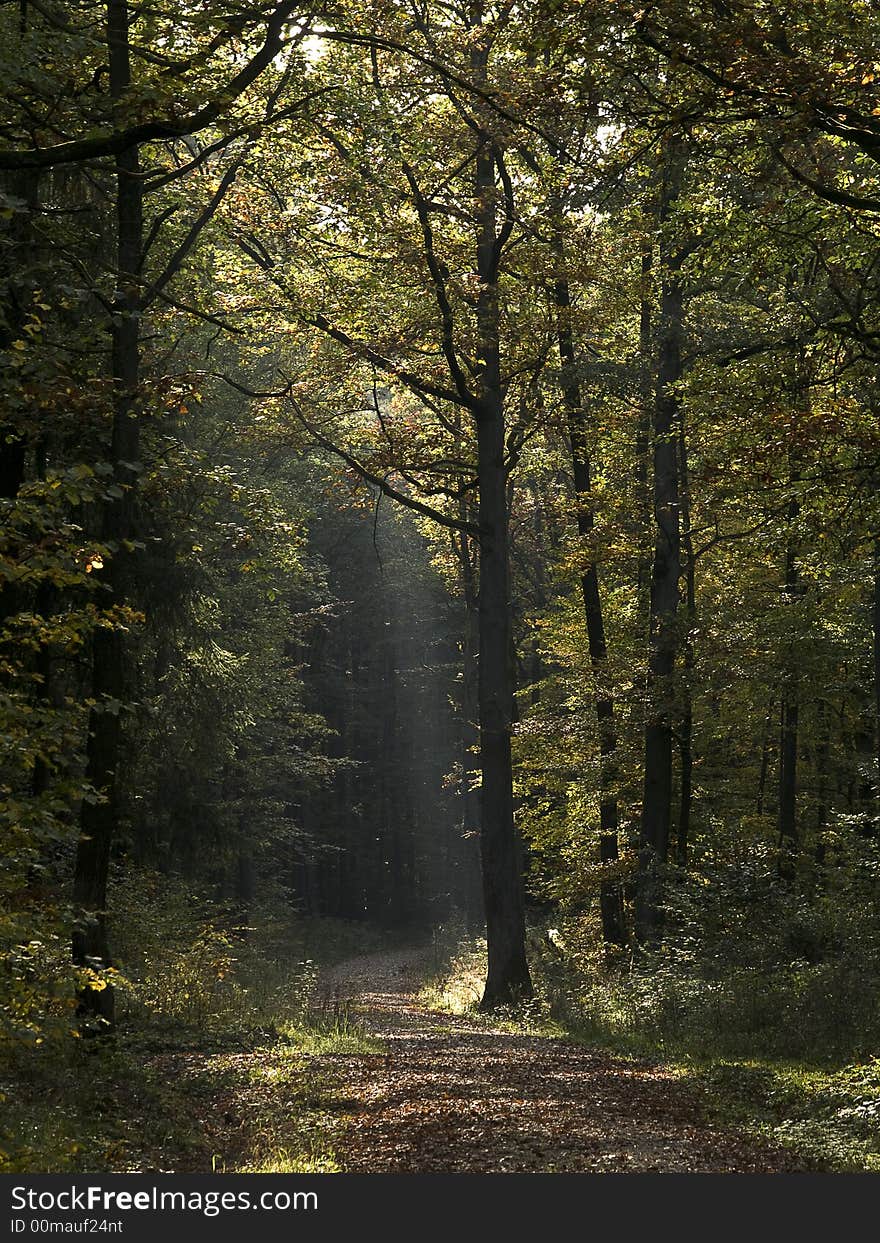 View into a german forest at autumn