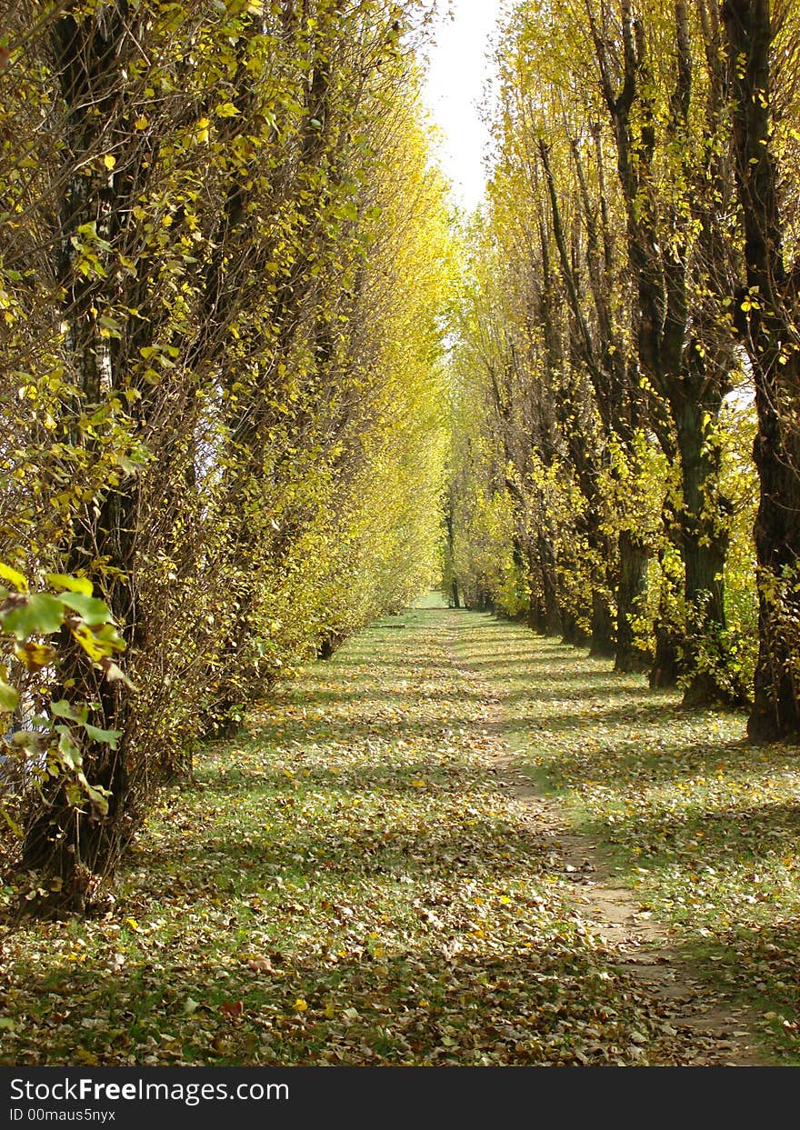 Footpath in foliage in autumn park. Footpath in foliage in autumn park