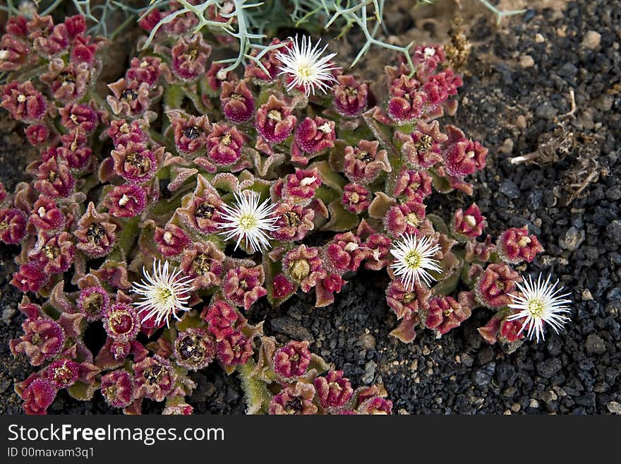 Mesembryanthemum crystallinum ( Crystalline Ice Plant or Common Ice Plant ) in Lanzarote, Canary Islands, Spain