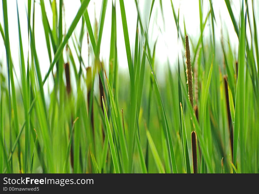 Green reeds in a pond. Green reeds in a pond