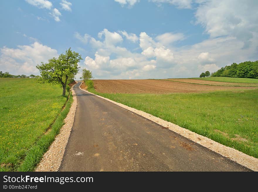 Tree, path and meadow on sunny day