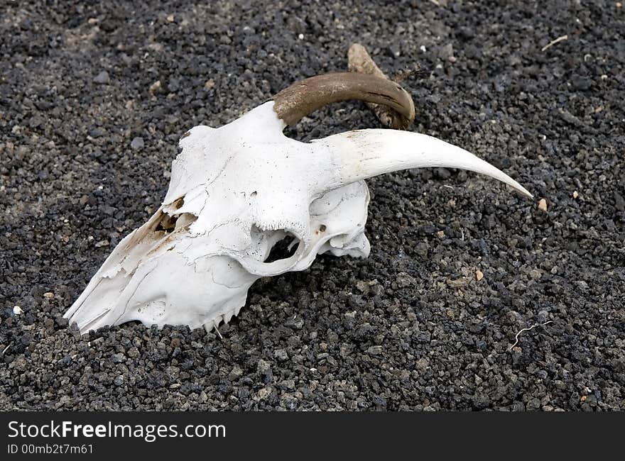 Goat skull on an arid volcanic soil in Lanzarote, Canary Islands, Spain