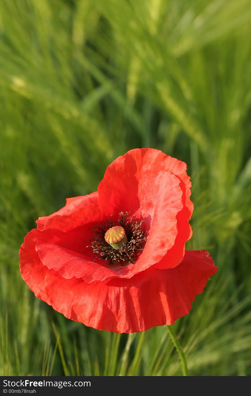 Red poppy