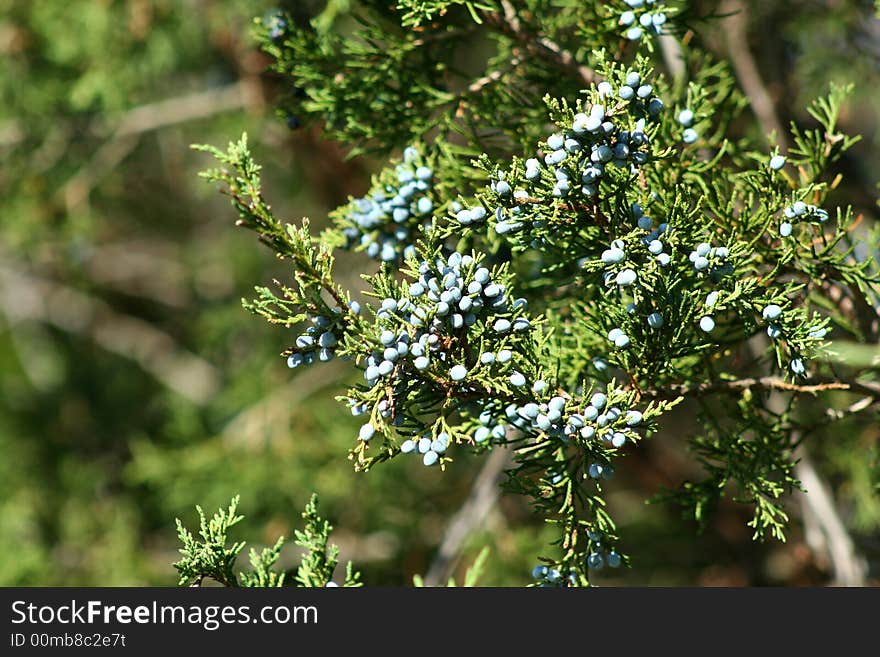 Berries