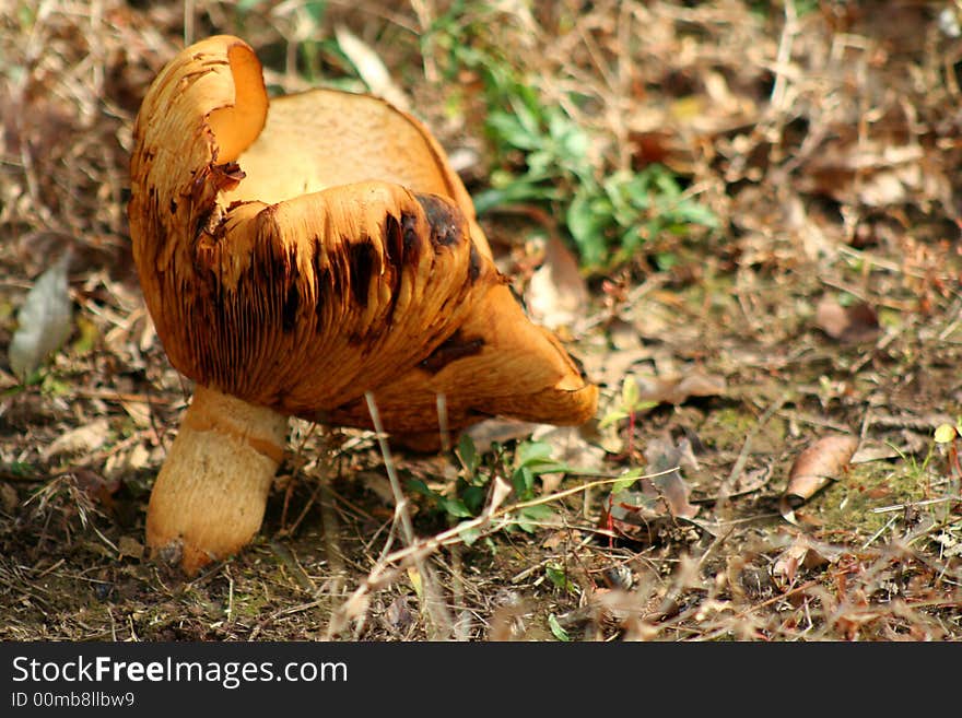 Giant Mushroom