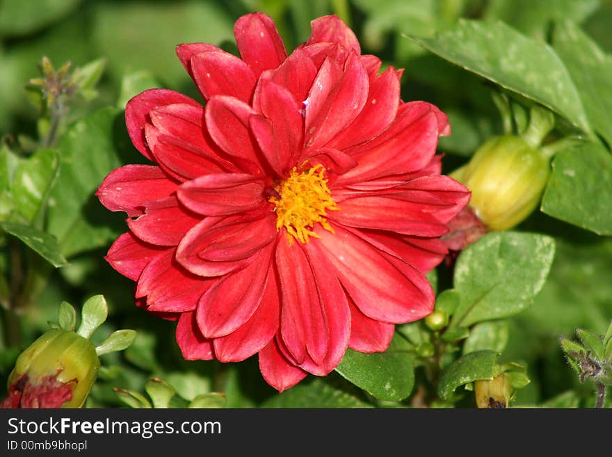 Red Gerber Daisy