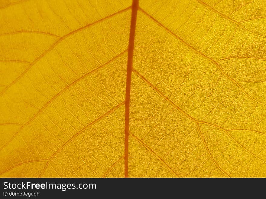 Leaf Veins