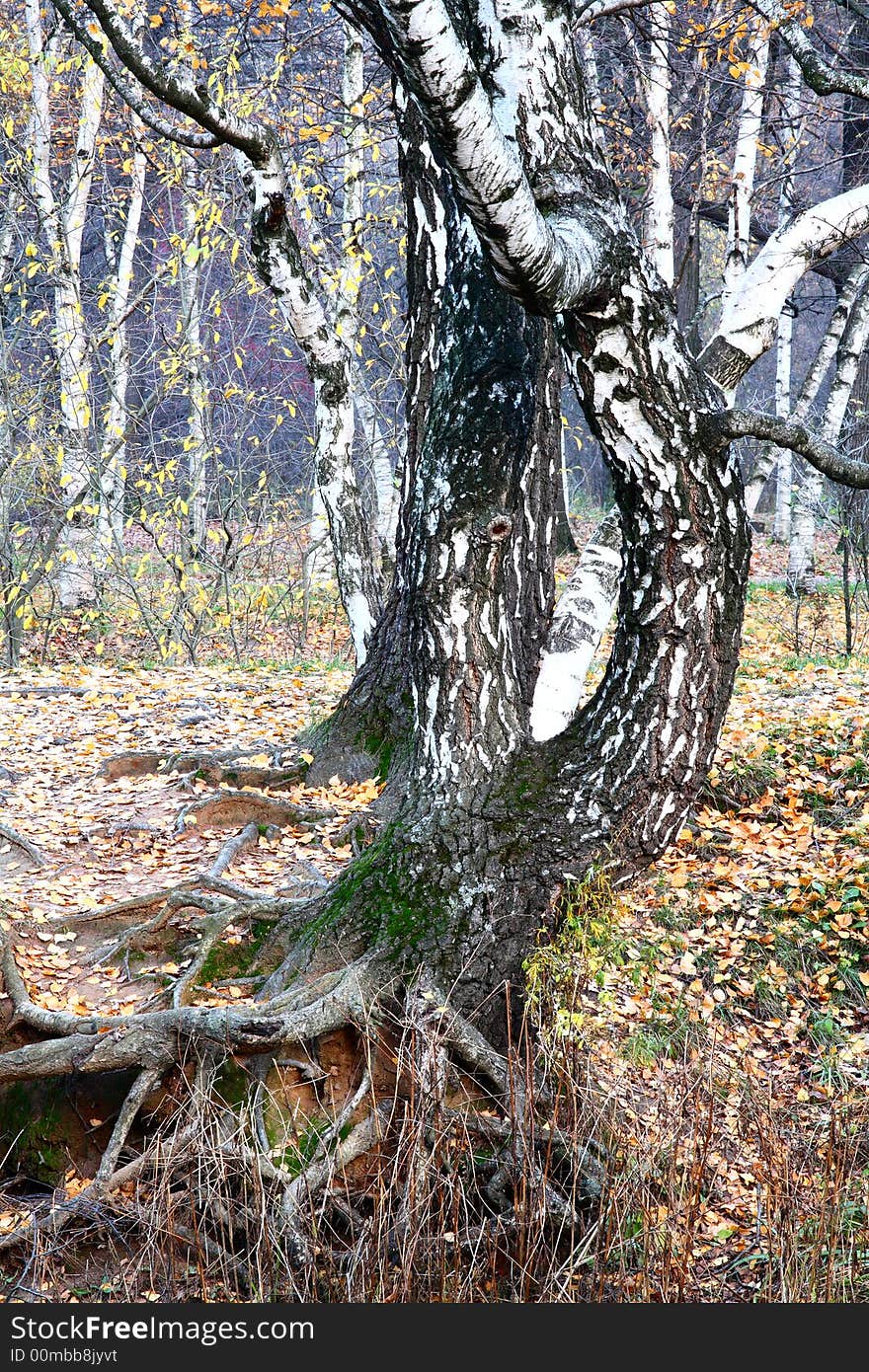 Autumnal colors and mood – old birch tree