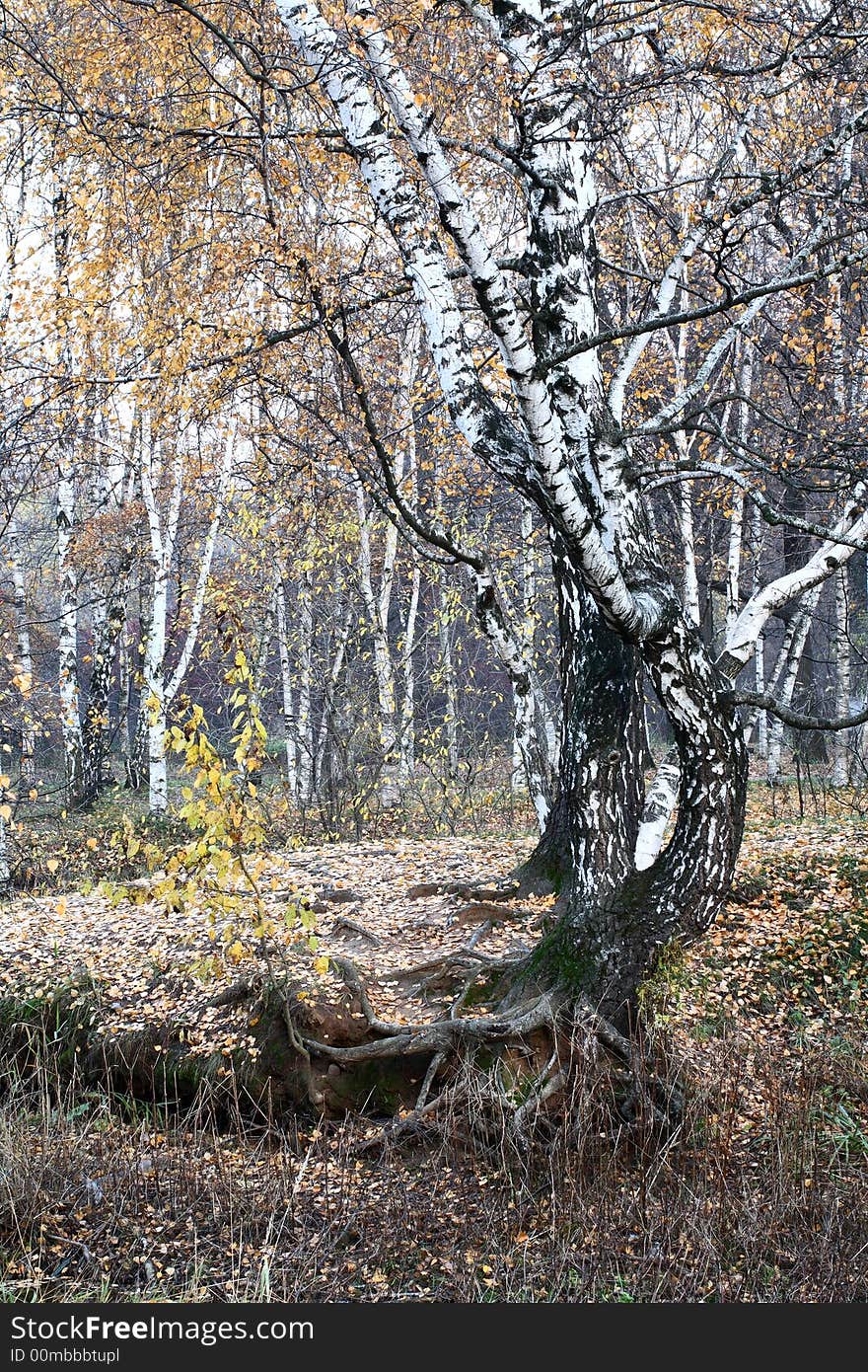 Autumnal colors and mood – old birch tree