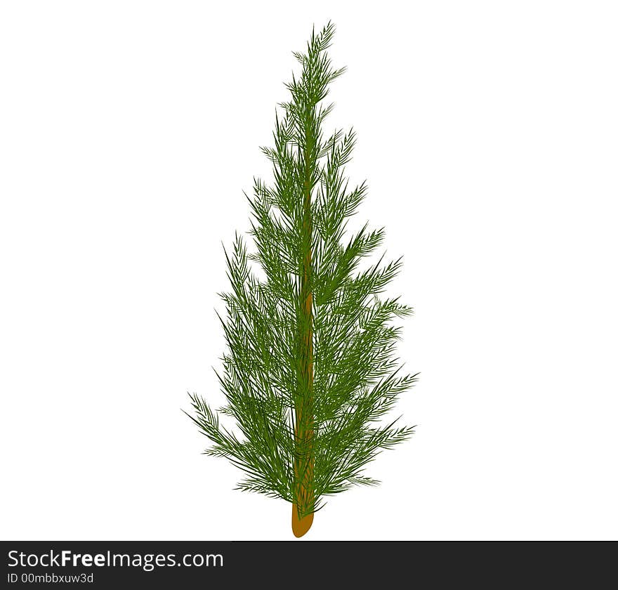 Undecorated Christmas Tree 2