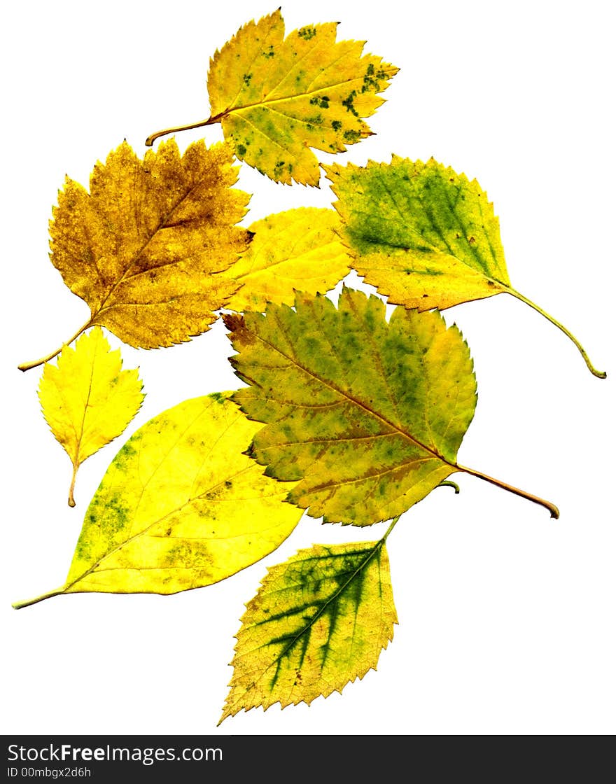 Composite Of Autumn Leaves