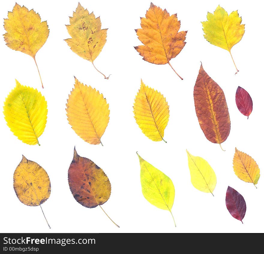 Full-size composite of autumn leaves. Isolated on white background