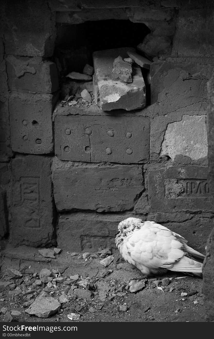 Daytime beside building sitting dove. Daytime beside building sitting dove