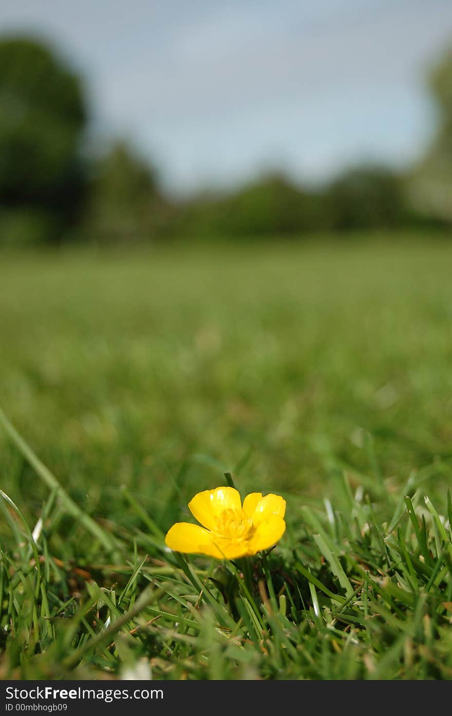 A Solitary Yellow Buttercup in Field