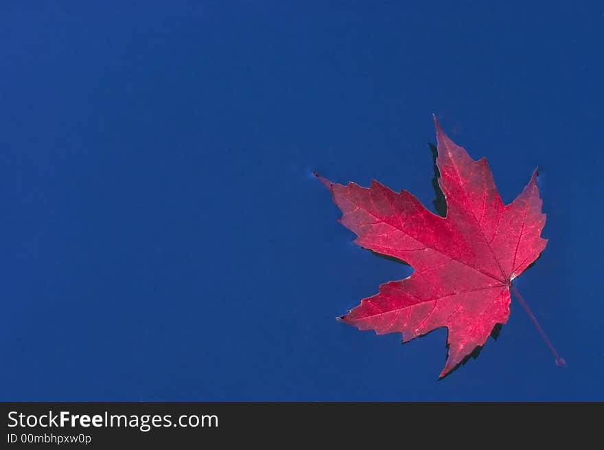 Autumn red maple leaf on the surface of a deep blue water. Autumn red maple leaf on the surface of a deep blue water.