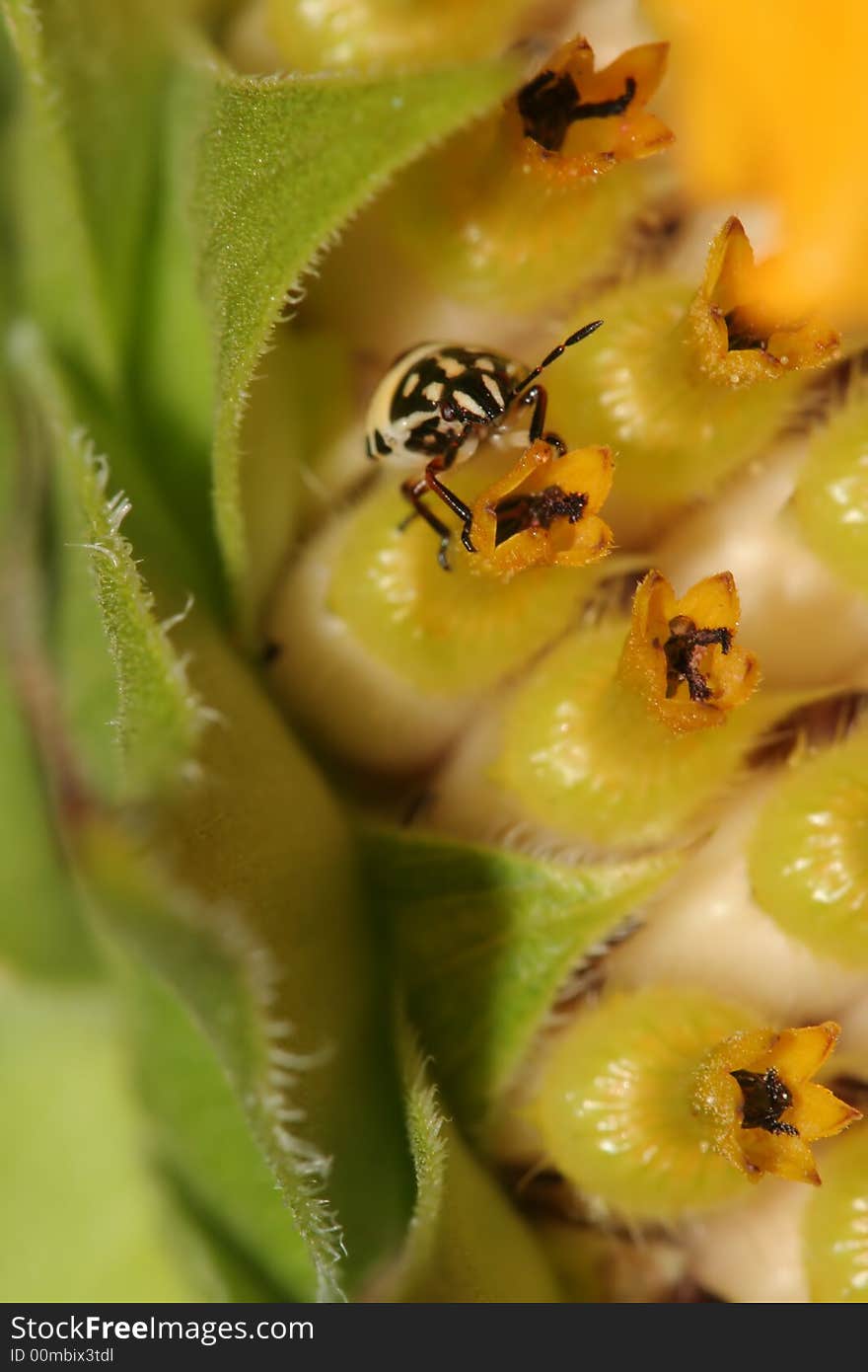 Small insect on sunflower