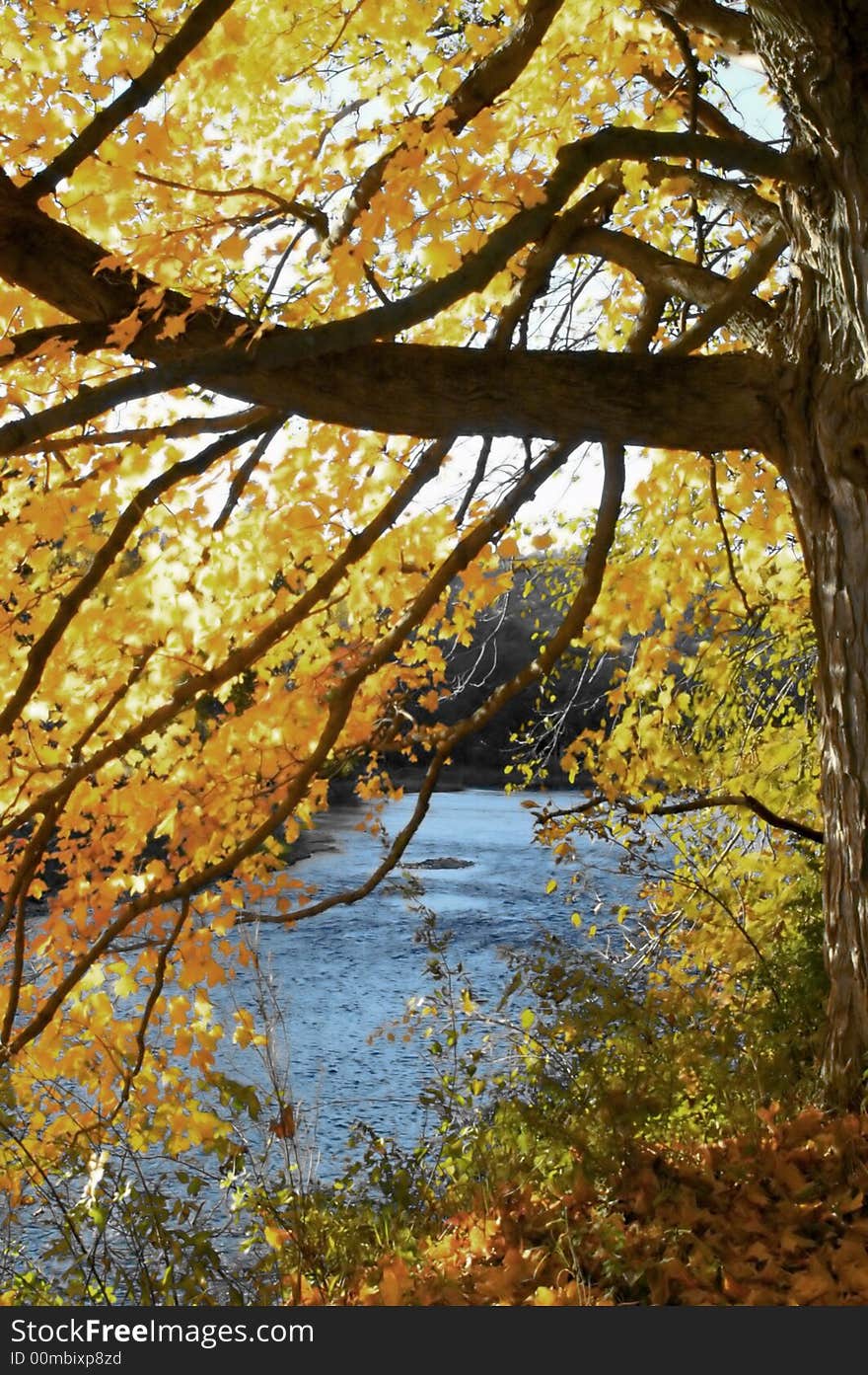 A beautiful image of a tree with it's fall colors displayed in front of a river. A beautiful image of a tree with it's fall colors displayed in front of a river.