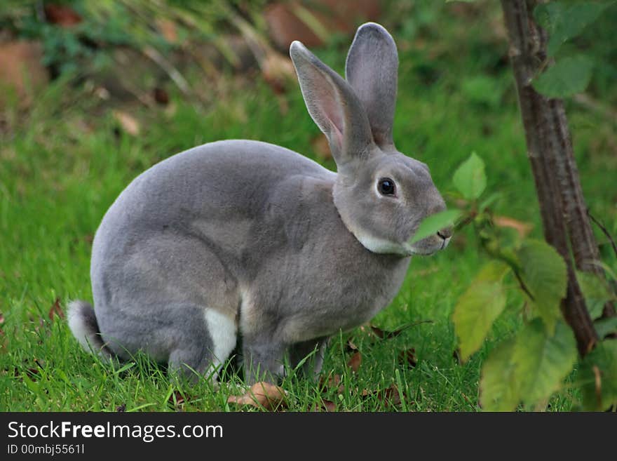 Wild grey bunny capture in the meadows