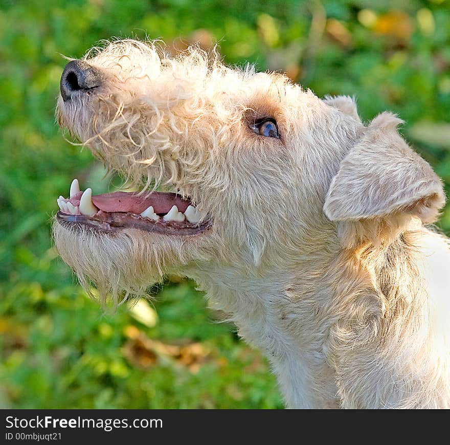 Portrait of young fox terrier. Portrait of young fox terrier