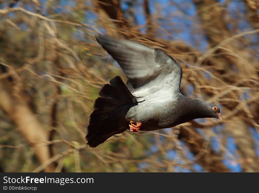 A dove in flight with its wings spread and also a symbol of peace