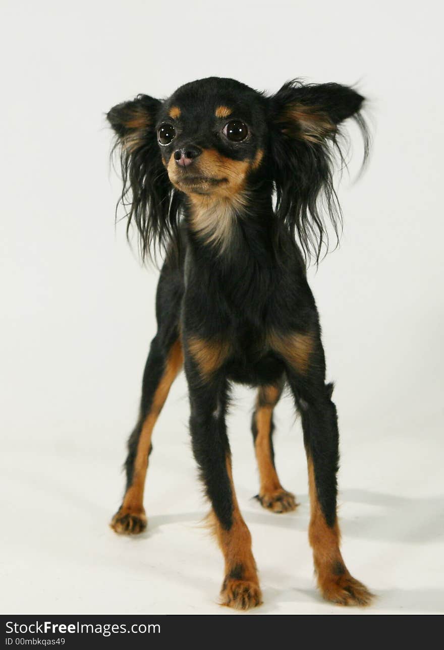 A toy-terier against white background. A toy-terier against white background