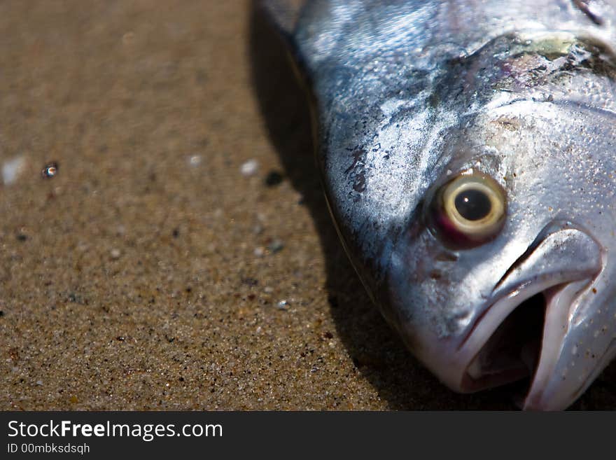 A fresh caught fish lies on the sand beside a fishing boat. A fresh caught fish lies on the sand beside a fishing boat.