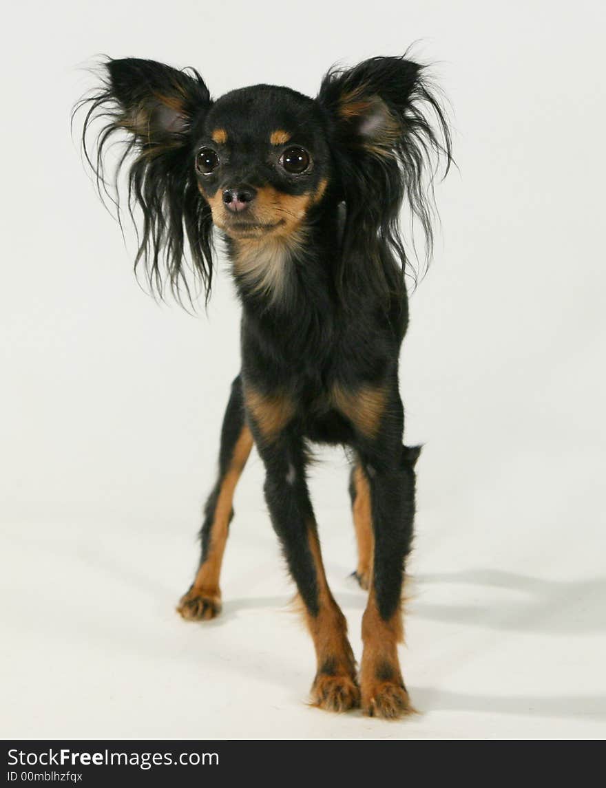 A toy-terier against white background. A toy-terier against white background