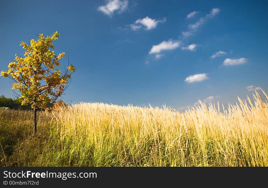 Yellow oak tree in a field -1