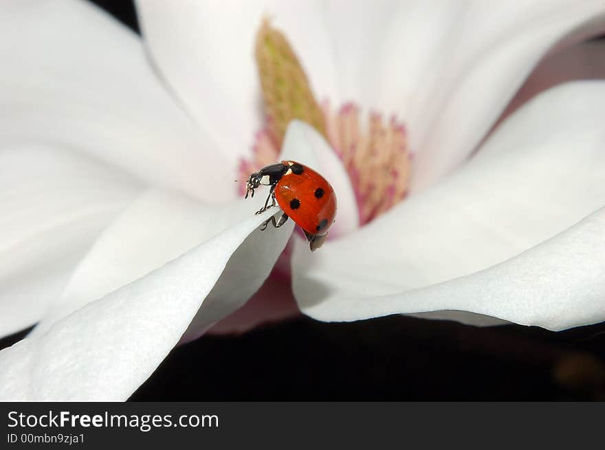 Sevenspotted Lady Beetle on Magnolia