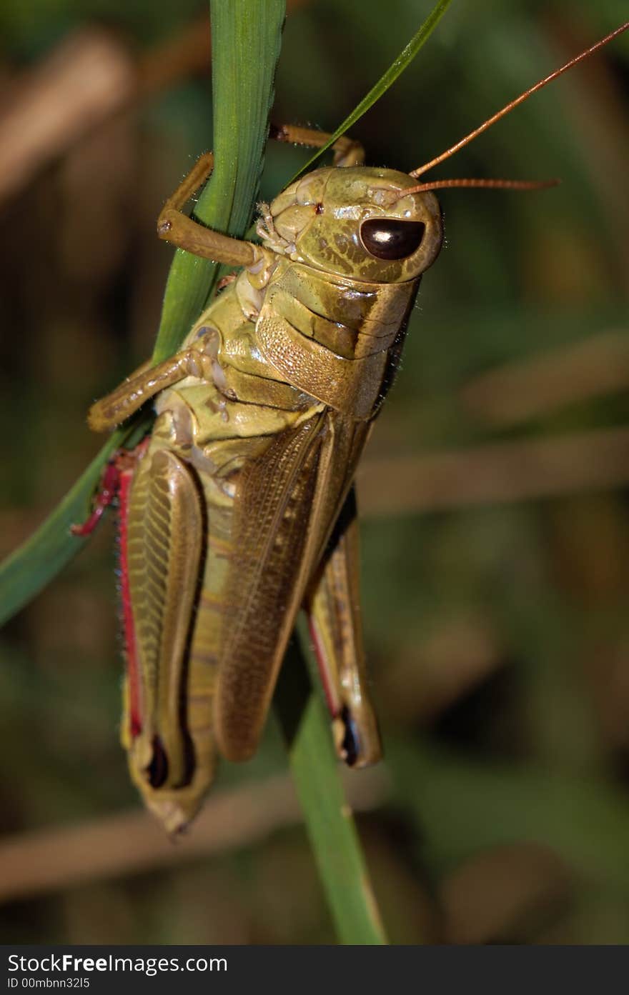 Grasshopper Macro