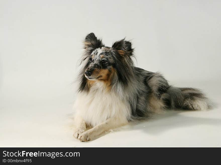 A pedigree dog