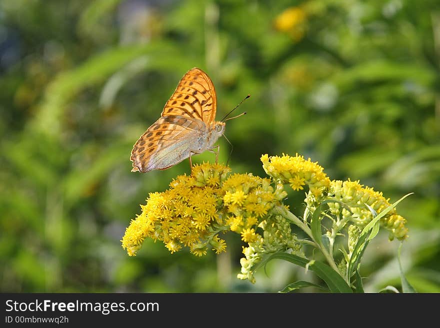 A butterfly is sunbathing on the stem of a flower. A butterfly is sunbathing on the stem of a flower.