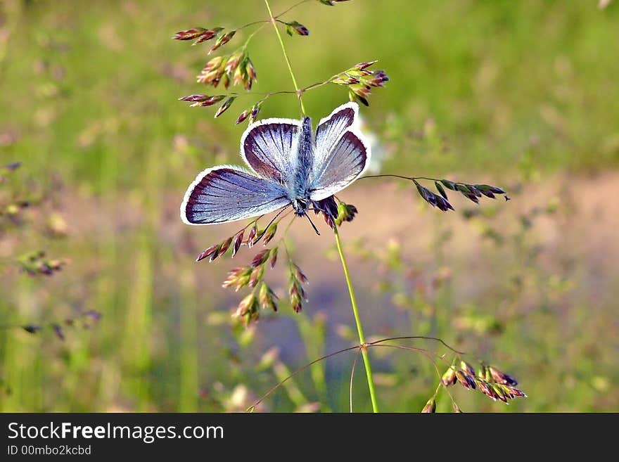 A butterfly is sunbathing on the stem of a flower. A butterfly is sunbathing on the stem of a flower.