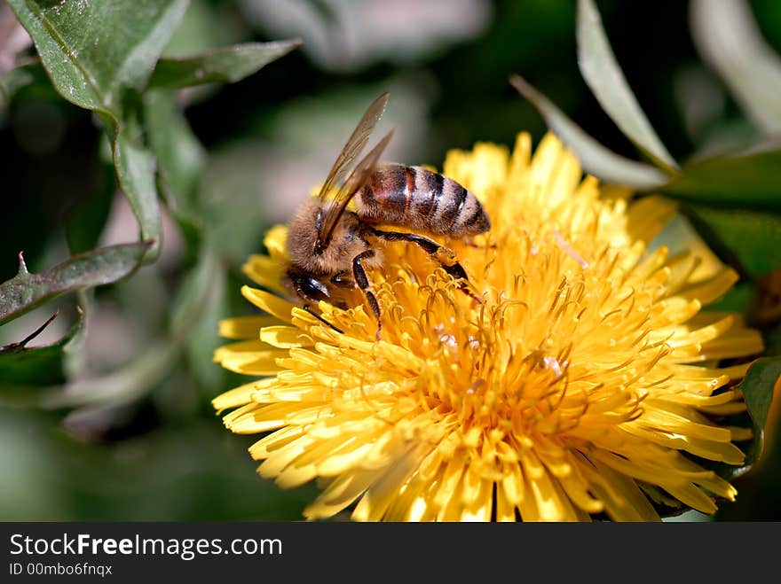 Honeybee On Dandelion