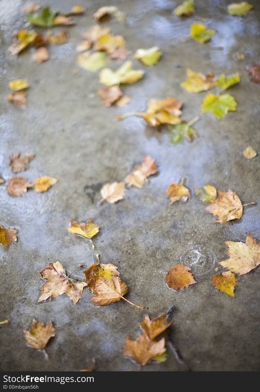 Close-up view of leaves on sidewalk with small splash in puddle. Close-up view of leaves on sidewalk with small splash in puddle